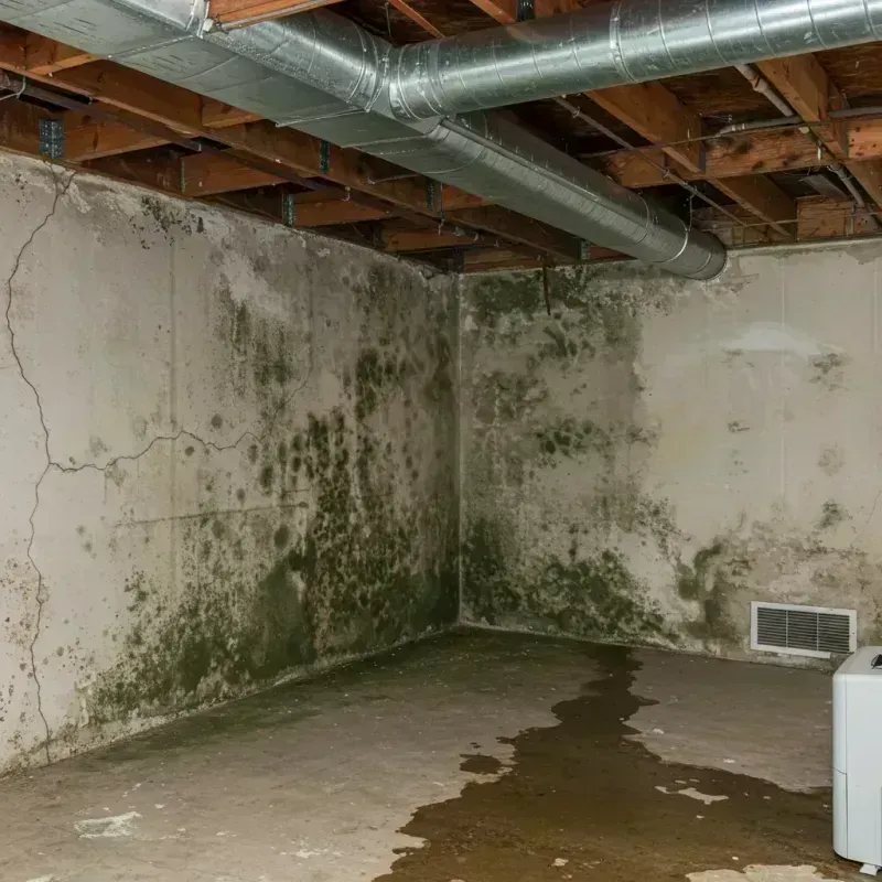 Professional Mold Removal in Childress, TX